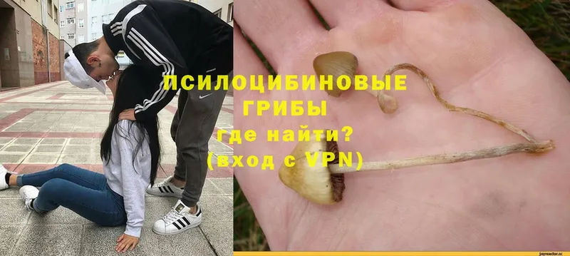 Галлюциногенные грибы GOLDEN TEACHER  Кулебаки 